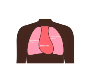 Anatomie dessin médiastin, soins rando survie
