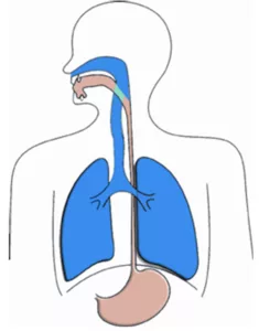 Dessin anatomique thorax, soins rando survie