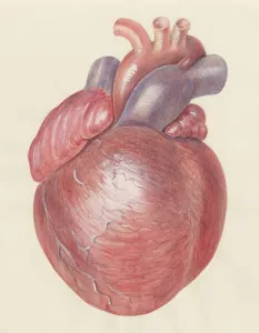 santé cardiaque et marathon : dessin d'un coeur